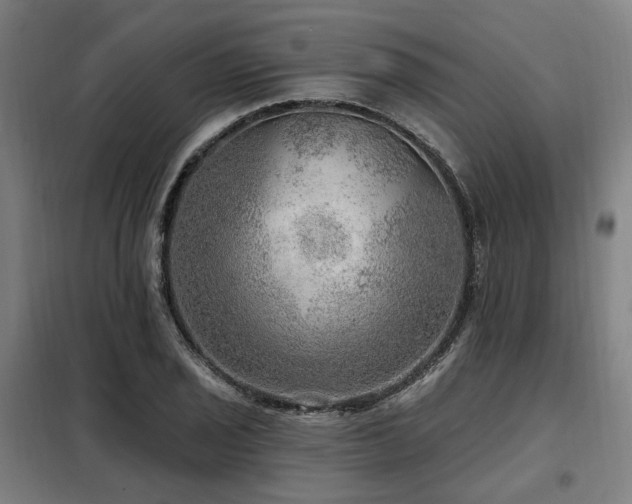 X0000098071029200804041120