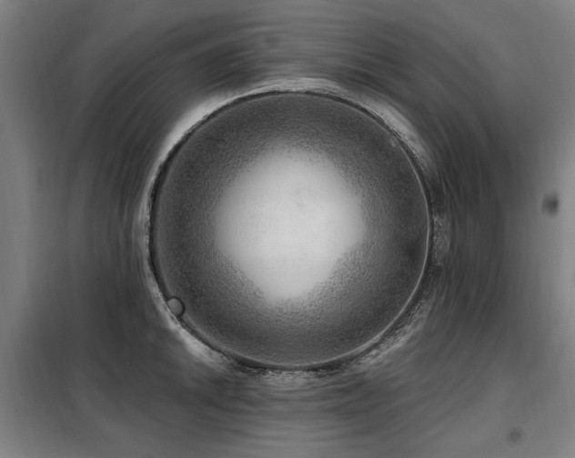 X0000098071046200804041120