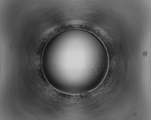 X0000098071062200804041120