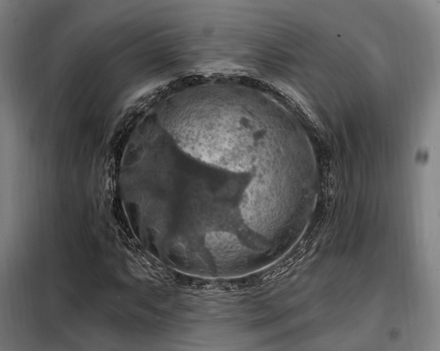 X0000098071063200804041120