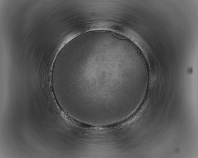 X0000098071145200804041119