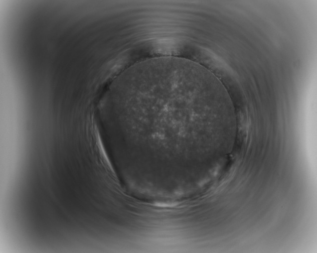 X0000098070080200804110931