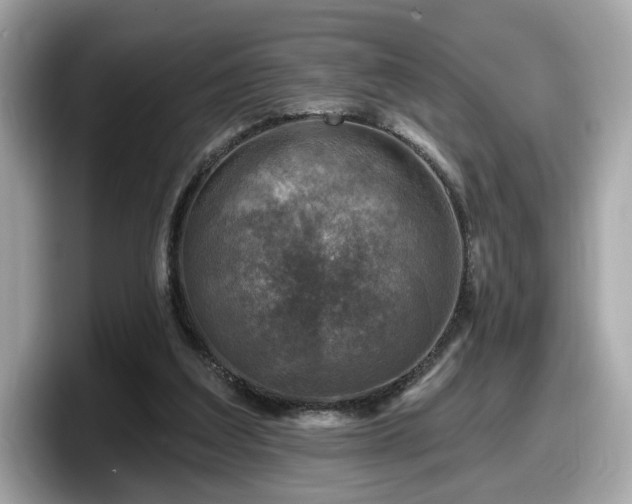 X0000098070203200804110929