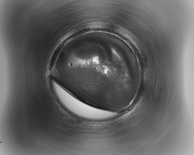 X0000098070829200804110921