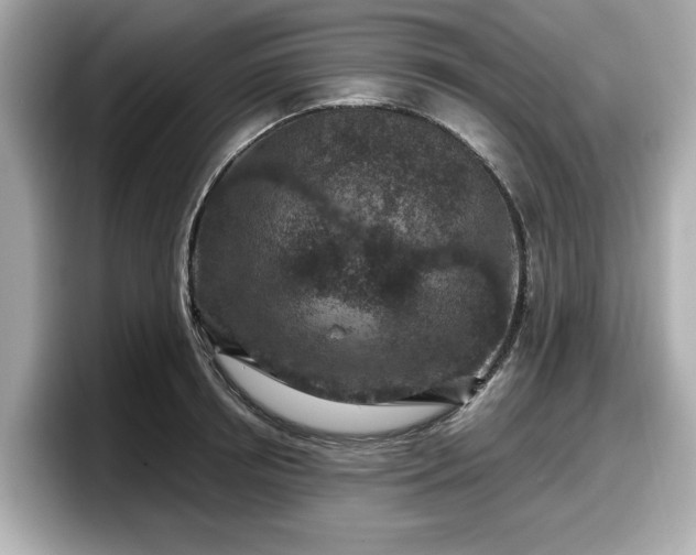 X0000098070850200804110921