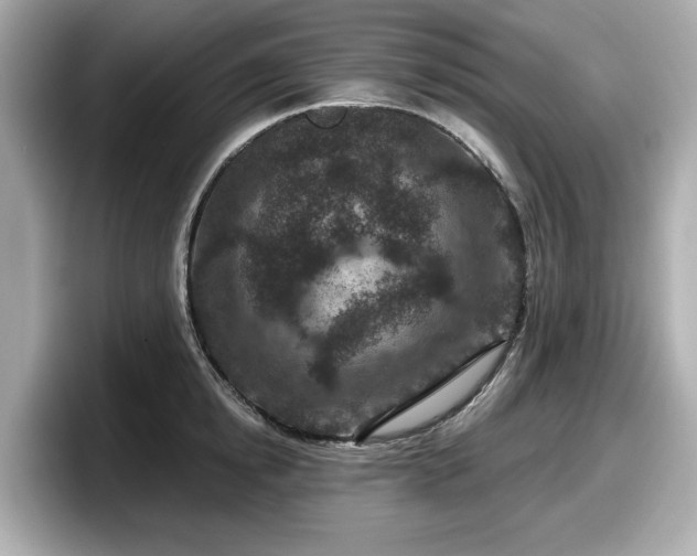 X0000098070854200804110921