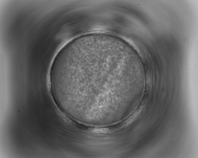 X0000098071466200804110913