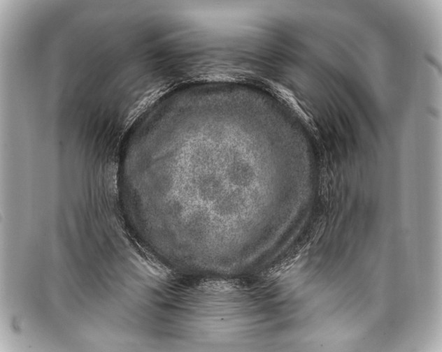 X0000098070299200804181140