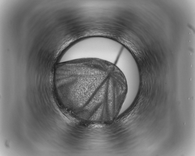 X0000098070352200804181139