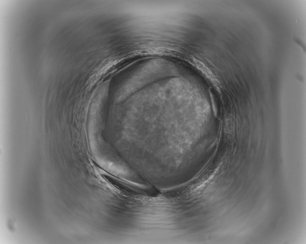 X0000098070577200804181135