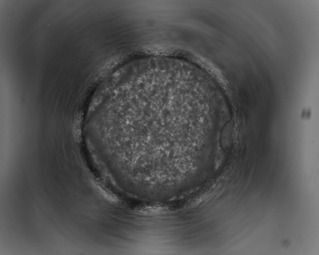 X0000098070065200804251448