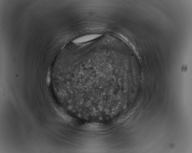 X0000098070069200804251448