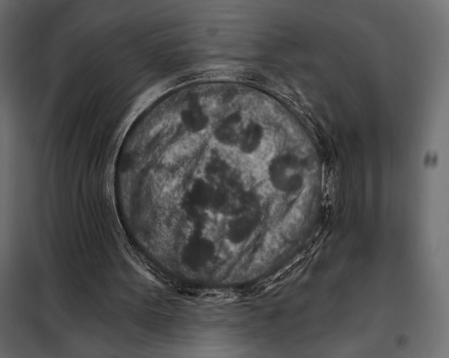 X0000098070099200804251447