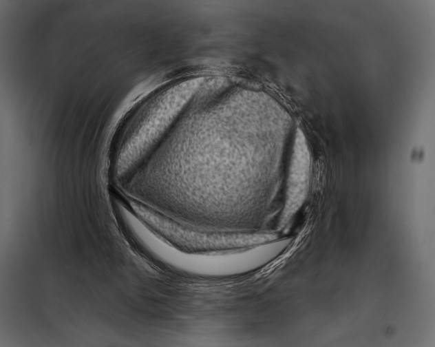 X0000098070150200804251446