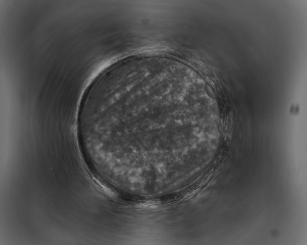 X0000098070196200804251446