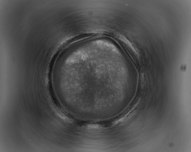 X0000098070203200804251446