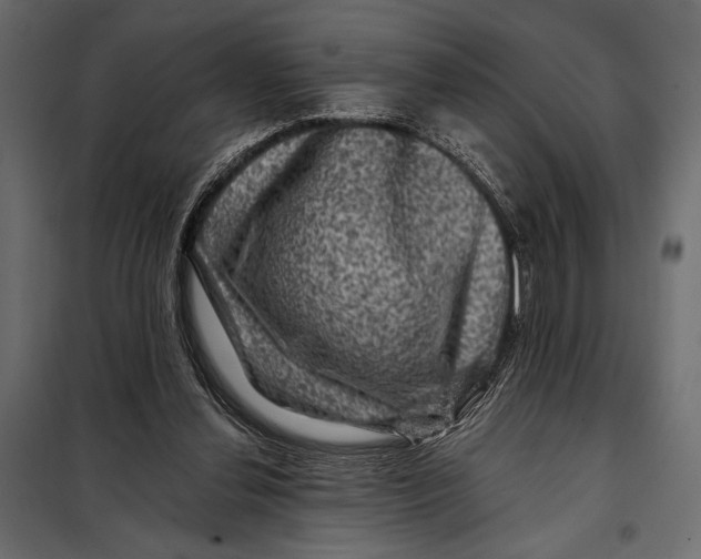 X0000098070252200804251444