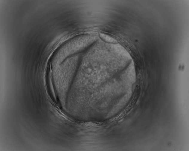 X0000098070290200804251444