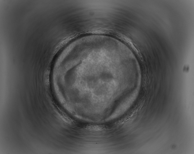 X0000098070299200804251444