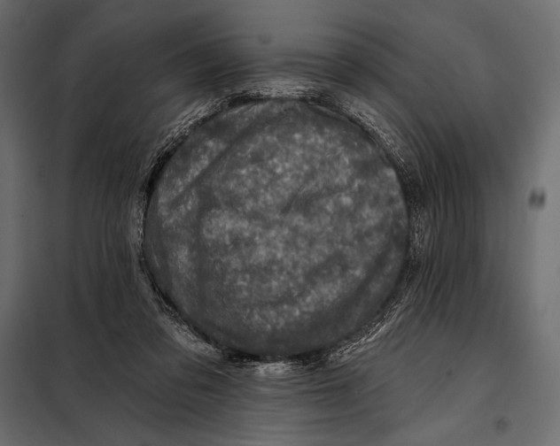 X0000098070309200804251444