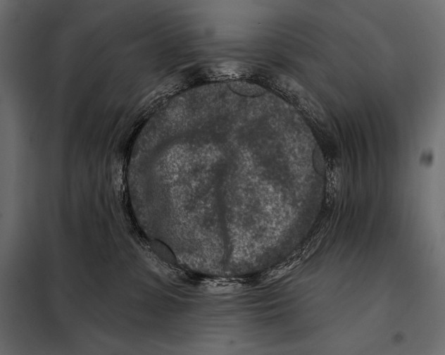 X0000098070331200804251444