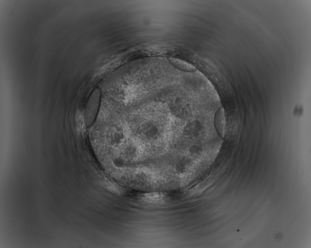 X0000098070335200804251444