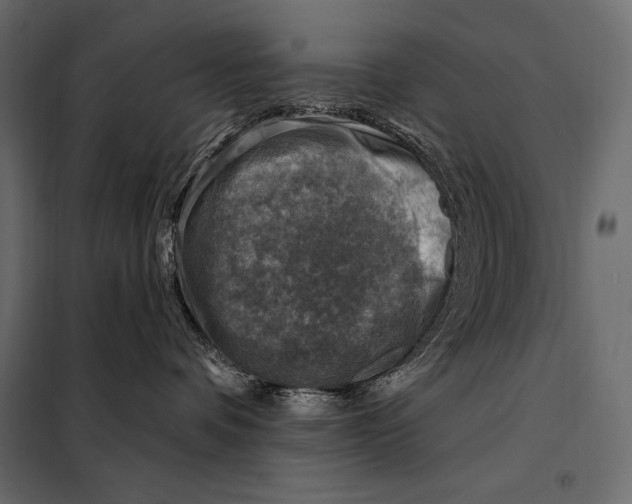 X0000098070336200804251444