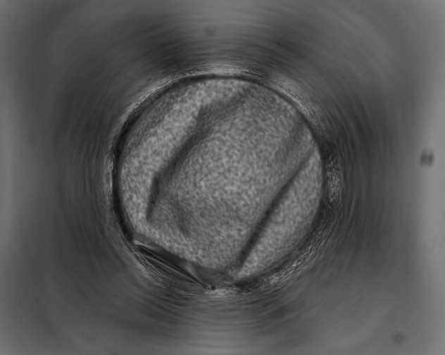 X0000098070350200804251443