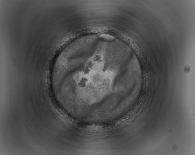 X0000098070354200804251443