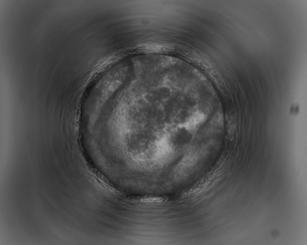 X0000098070357200804251443