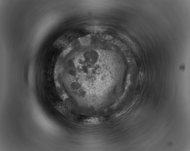 X0000098070381200804251444