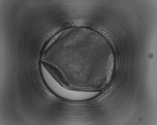 X0000098070393200804251443