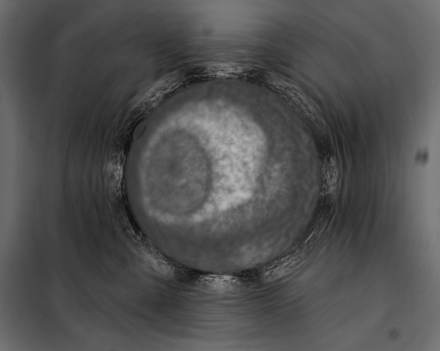 X0000098070427200804251442