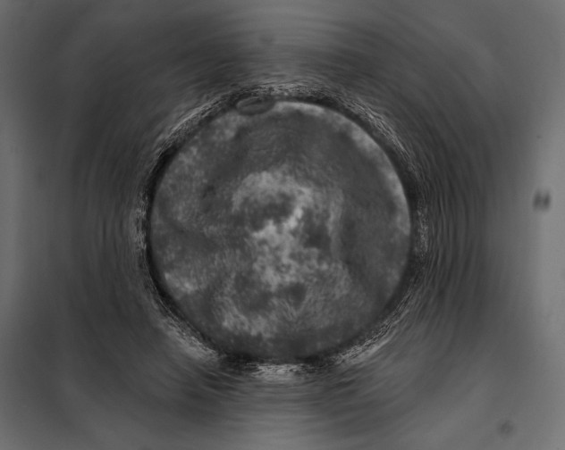 X0000098070450200804251442