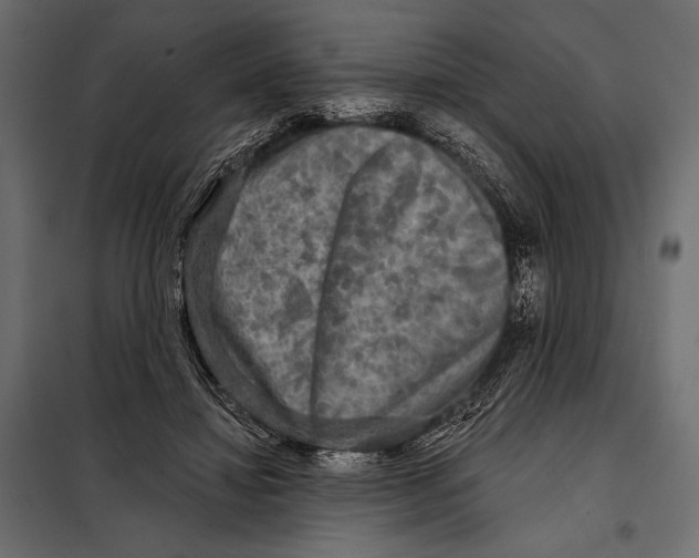 X0000098070452200804251442