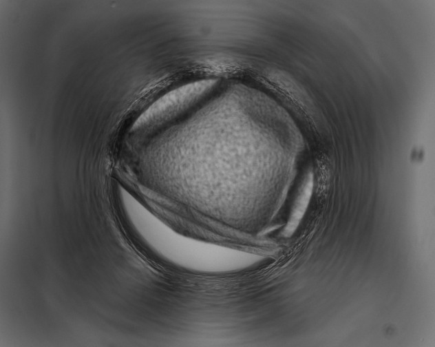 X0000098070456200804251442