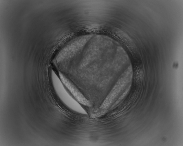 X0000098070508200804251441