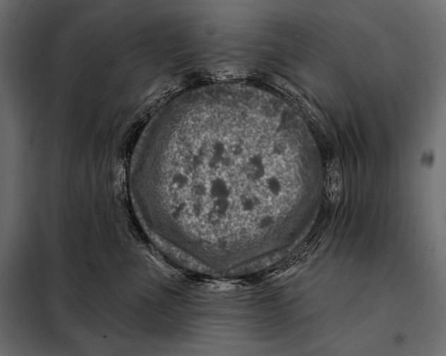 X0000098070523200804251441