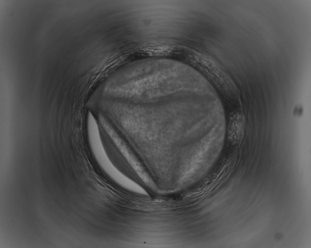 X0000098070604200804251440