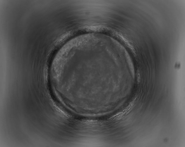 X0000098070637200804251439