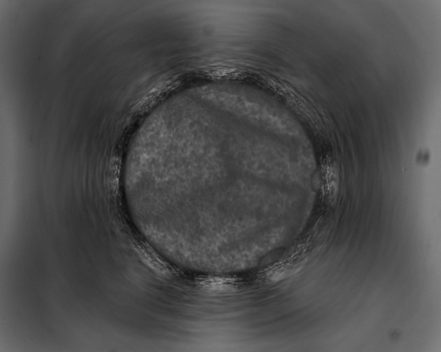 X0000098070664200804251439