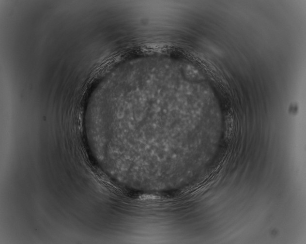 X0000098070699200804251439