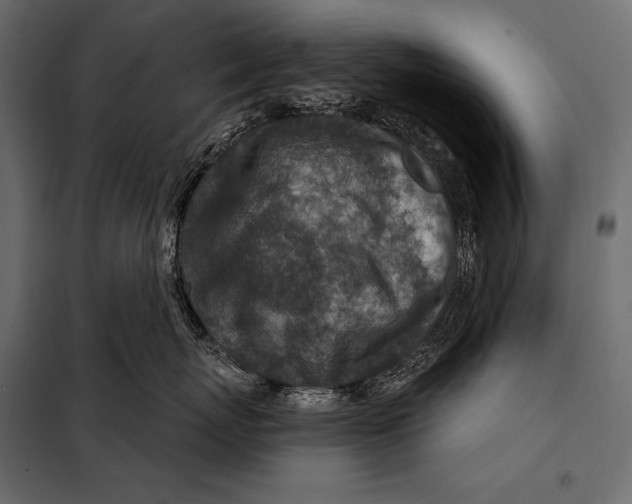 X0000098070767200804251438