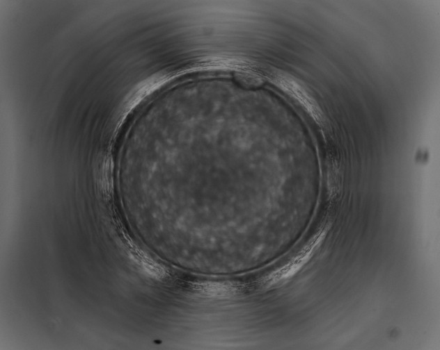 X0000098070781200804251437