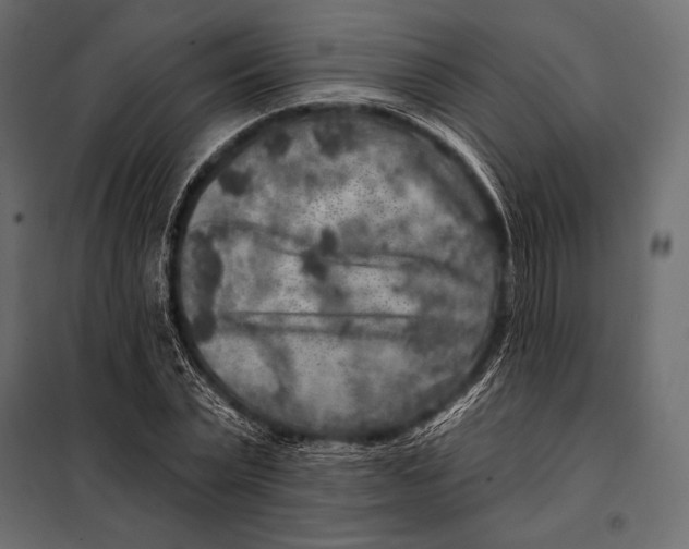 X0000098070783200804251437