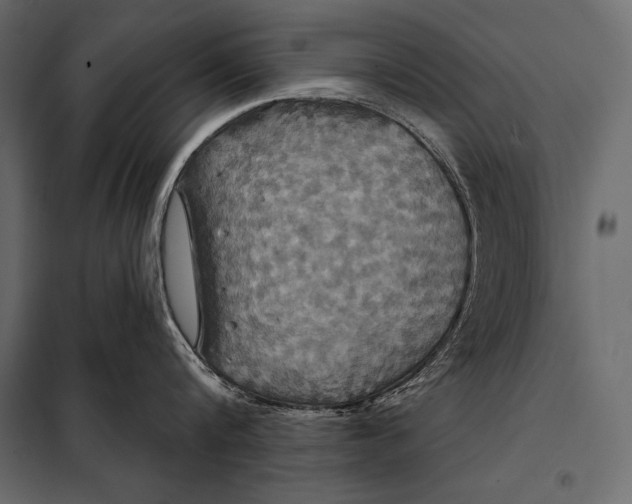 X0000098070816200804251437