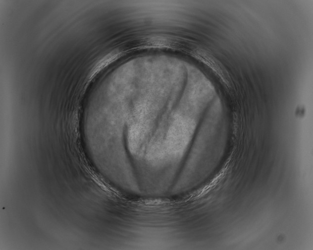 X0000098070826200804251436