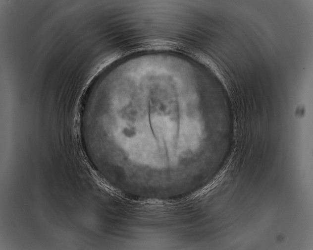 X0000098070827200804251436