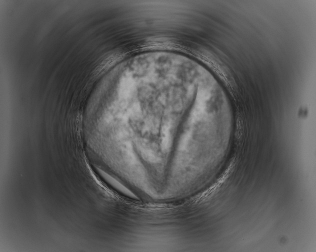 X0000098070849200804251436