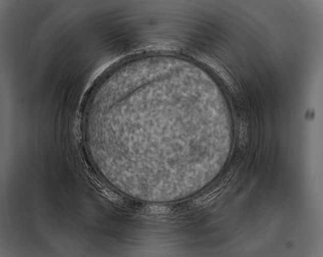 X0000098070878200804251436